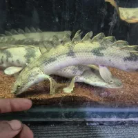 پولی اندیچری