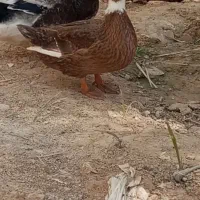 اردک|حیوانات مزرعه|شادگان, |دیوار