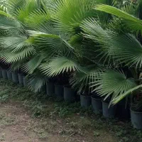 پالم بادبزنی(نخل واشنگتن)