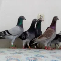 کبوتر مسافتی پلاکی وسینه سیاه. بوشهر