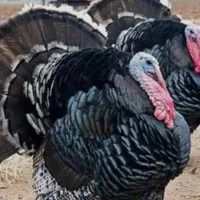 فروش بوقلمون محلی