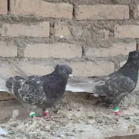 دوتا ماده کوهی دمسفید نسل پرتقالی دمسفید|پرنده|اهواز, کیان اباد|دیوار