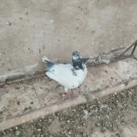 کفتر