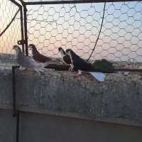 کبوتر|پرنده|شیراز, ارم|دیوار