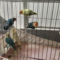 جفت مولد با جوجه|پرنده|قم, تولید دارو و یخچال|دیوار