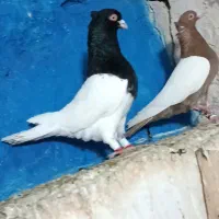 کفتر پرنده کله سیاه