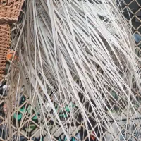 لوستر نخل سبوگالری