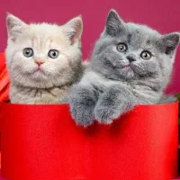 غذای خانگی سگ و گربه