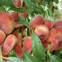 طرح درخت کاری مناسب مناطق کم اب|خدمات باغبانی و درختکاری|تهران, استخر|دیوار