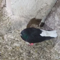 اهواز