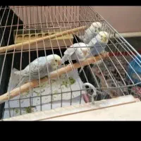 مرغ عشق عشق|پرنده|ابهر, |دیوار