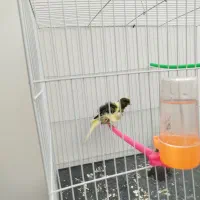 سهره. قناری فری.قناری .عروس هلندی.