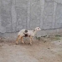 بره ماده بروجردی