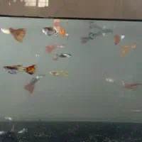 ماهی گپی|ماهی|مشهد, شهرک شیرین|دیوار