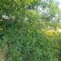 فروش باغ و مشارکت ومعاوضه فروش پشتبام