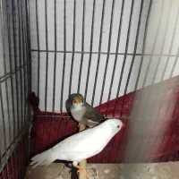 فنچ مولد با تخم|پرنده|پاکدشت, شهرک انقلاب|دیوار