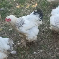 پرنده