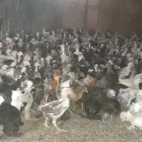 فروش جوجه سلطان برهما گلین ....