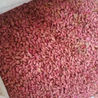 گندم بذری ادورا بوجاری شده|خدمات باغبانی و درختکاری|خزل, |دیوار