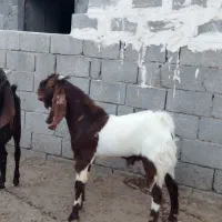 پازن|حیوانات مزرعه|برازجان, |دیوار