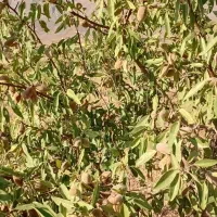 ۴۰ هزار متر مربع زمین وباغ بادام شهرستان خوانسار