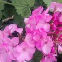 بیست متری بیمارستان.شماره تماس