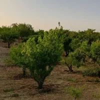 زمین-کشاورزی-معاوضه-با-خودرو