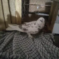 کفتر نر پرشی به شرط|حیوانات|نظرآباد, نظرآباد|دیوار