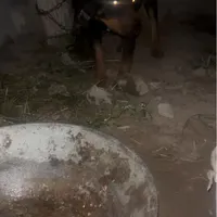 روتوایلر نر ۲ساله