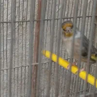 سهره‌ قناری