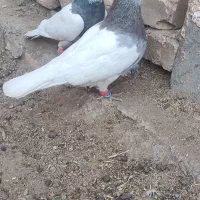 کبوتر هوایی