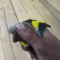 سهره معاوضه یافروشی|پرنده|مشهد, نظام دوست|دیوار