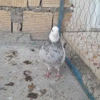 نر طوقی|پرنده|خمینی‌شهر, |دیوار