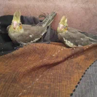 جوجه عروس هلندی|پرنده|الوند, |دیوار