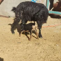 بز و کهره.کهره نر کربال