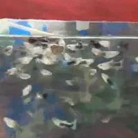 ماهی گوپی نژاد