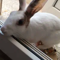 خرگوش|موش و خرگوش|اهواز, فرودگاه|دیوار