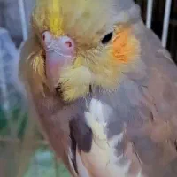 عروس هلندی ماده