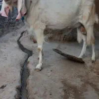 پاچن