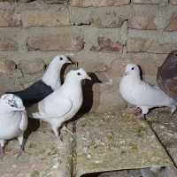 کبوتر|پرنده|طبس, |دیوار