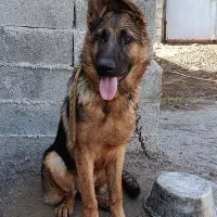 سگ ژرمن ماده یک ساله دومیلیون تمام