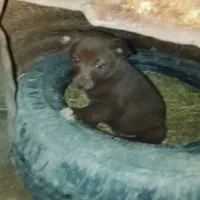 صگ پاکوتاه بچه|سگ|گنبد کاووس, |دیوار