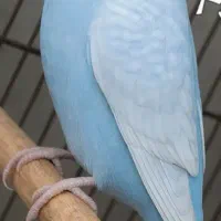 جوجه مرغ عشق هلندی