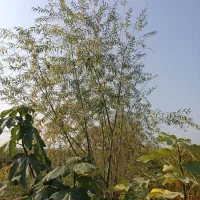 نهال حراج|گل و گیاه طبیعی|خان ببین, |دیوار