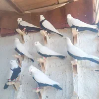 کفتر دمبی|پرنده|شیراز, دلگشا|دیوار