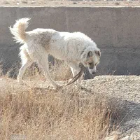 سگ نژاد افغان جوان گله ونگهبان|سگ|کوهسار (البرز), |دیوار