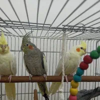 عروس هلندی|پرنده|جوکار, |دیوار