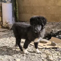 ت وله قهدریجانی،قدرجونی.