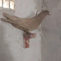 کبوتر