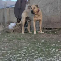 نر‌سرابی|سگ|اردبیل, |دیوار